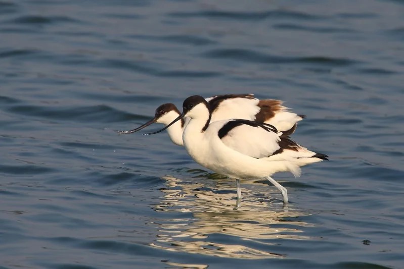 The autumn and winter migratory bird season is approaching, and Taijiang National Park is an ideal destination for birdwatching (Photo: Retrieved from United Daily News, provided by Taijiang National Park).